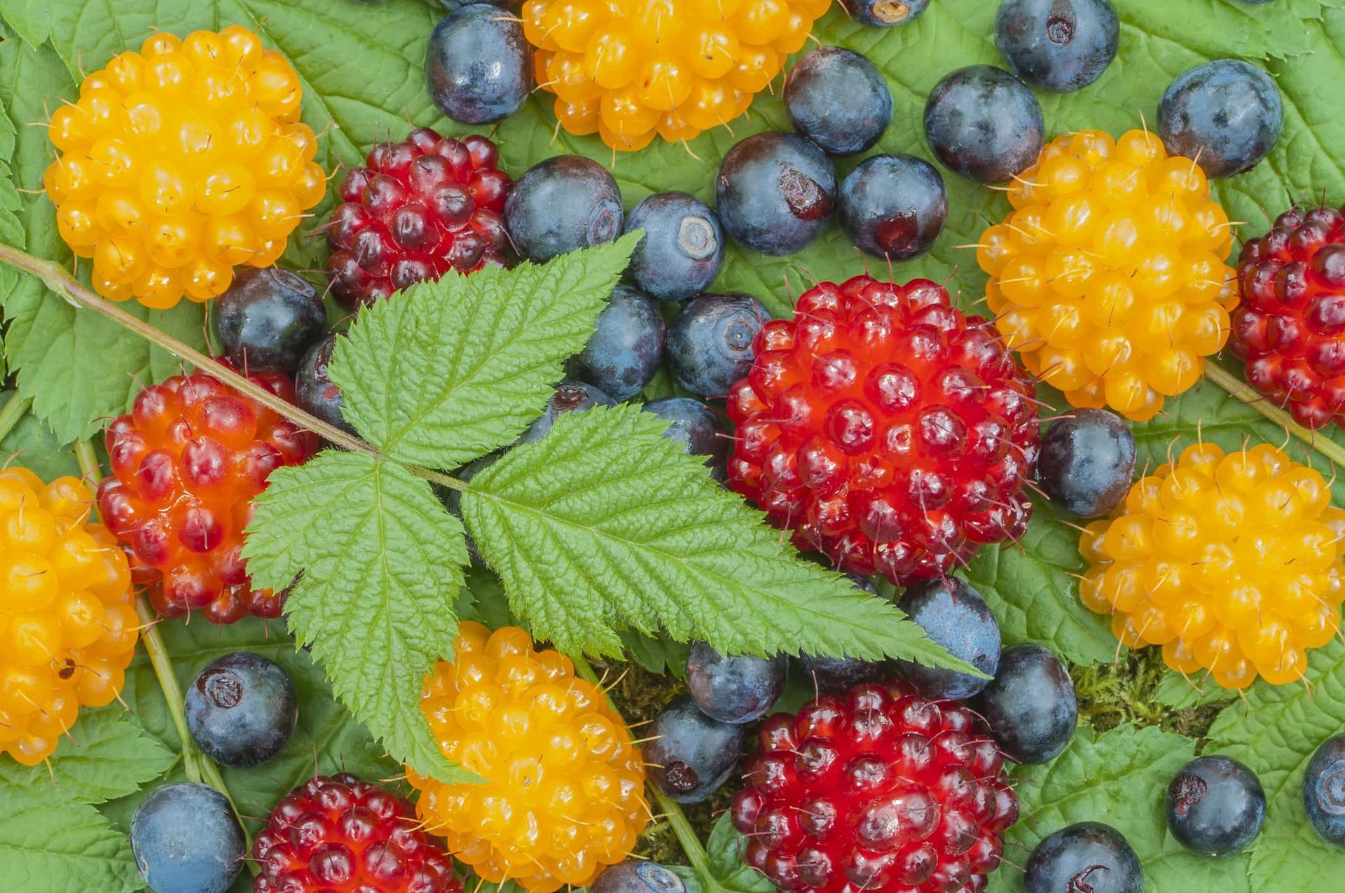 Wild Alaskan berries