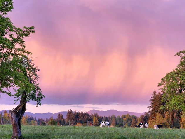 Pink sunset sky over a forested landscape with mountains in the distance.