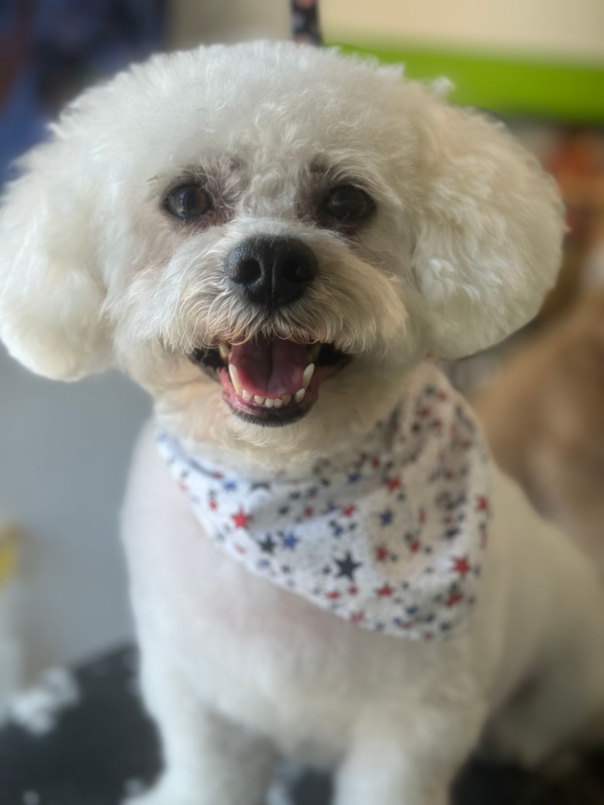 A small white dog wearing a bandana is sitting on a table.