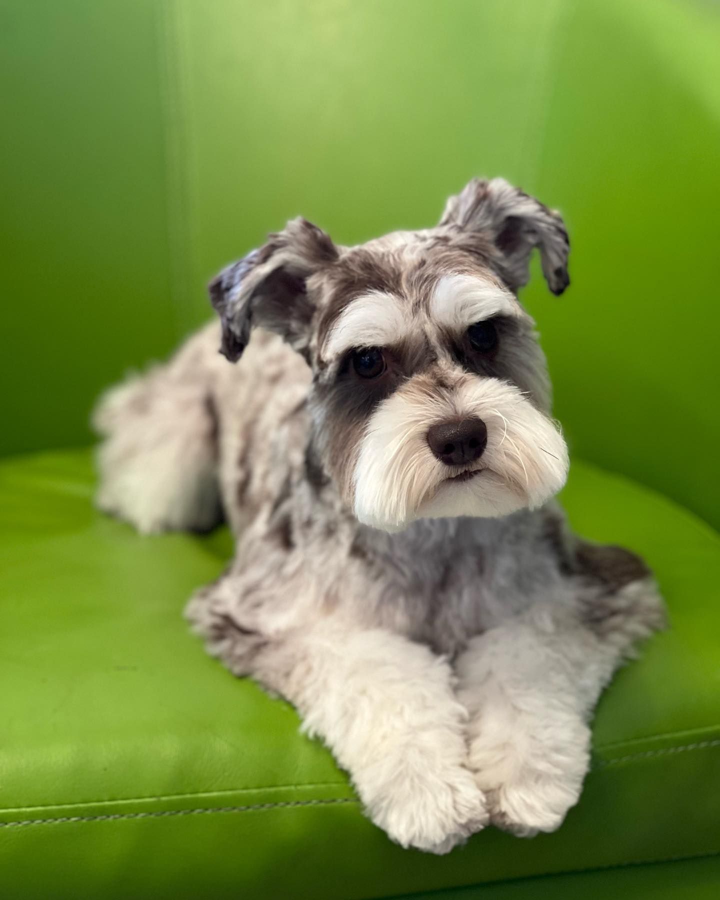 Pampering Your Pet With Expertise Discover The Petco Grooming Advantage - 1gwgup0