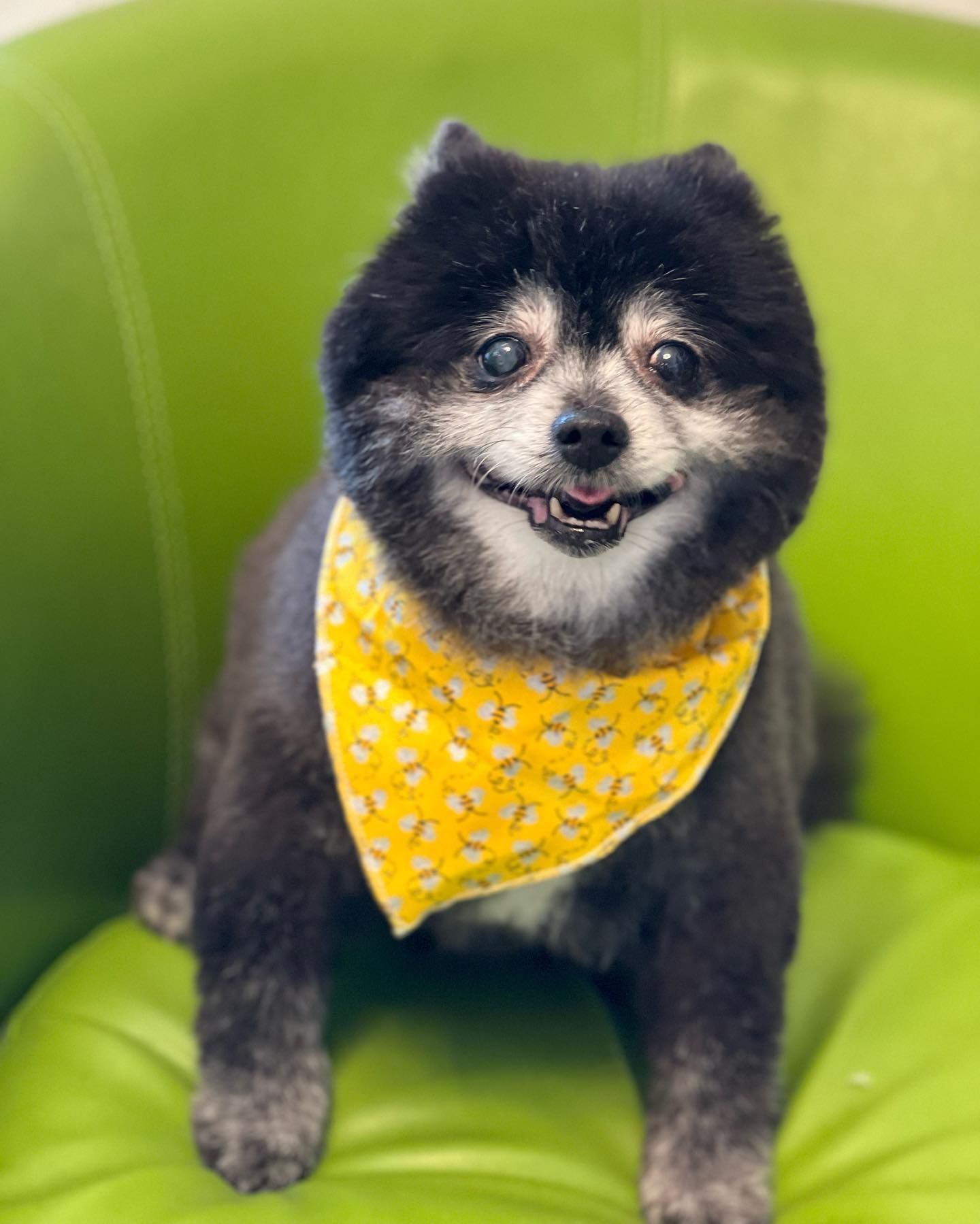 Pampering Your Pet With Expertise Discover The Petco Grooming Advantage - 22f300x