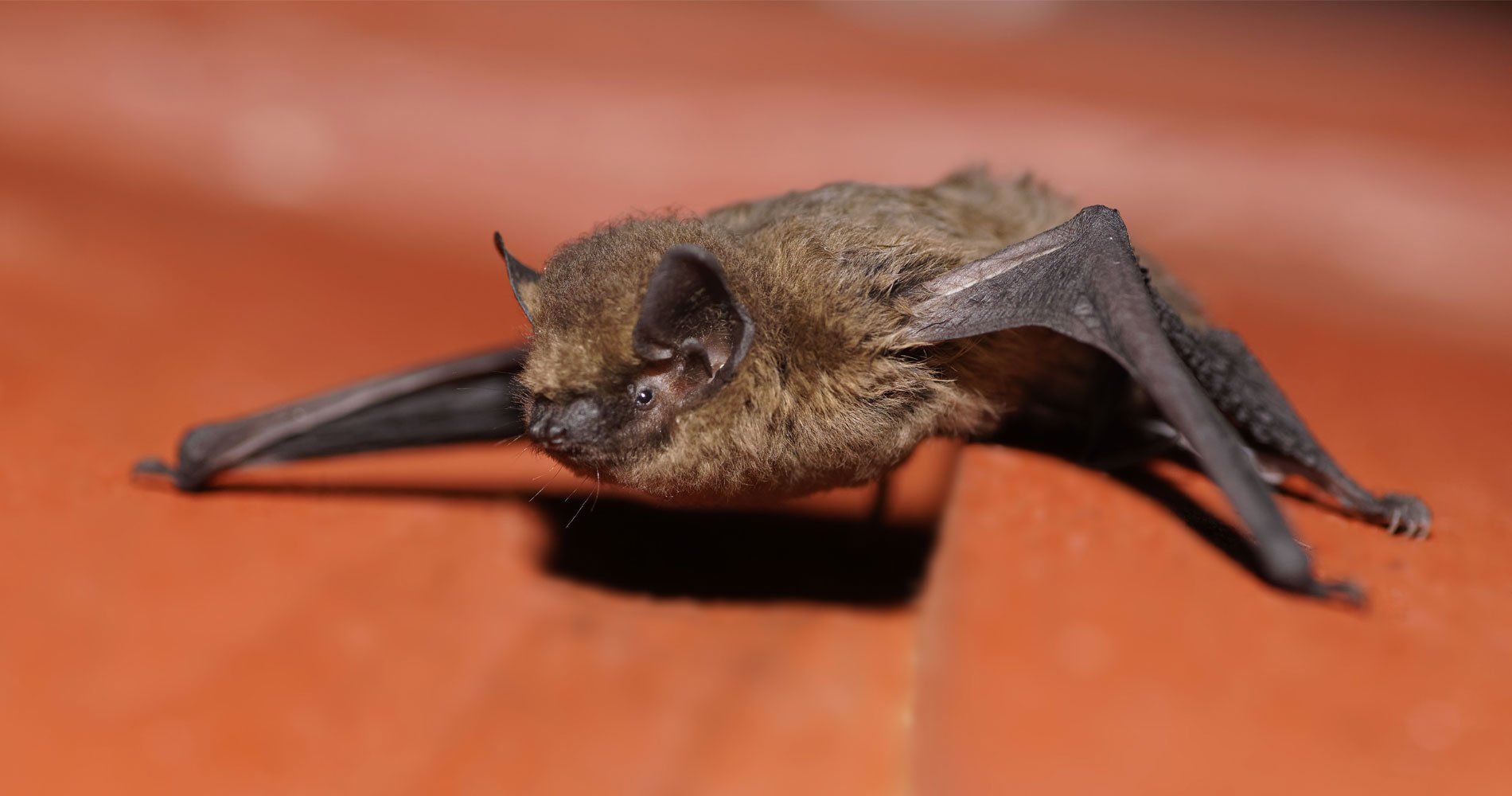 Brown Bat