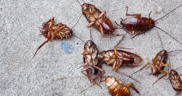 Effective Cockroach Removal Cockroach Control Stanwood Wa