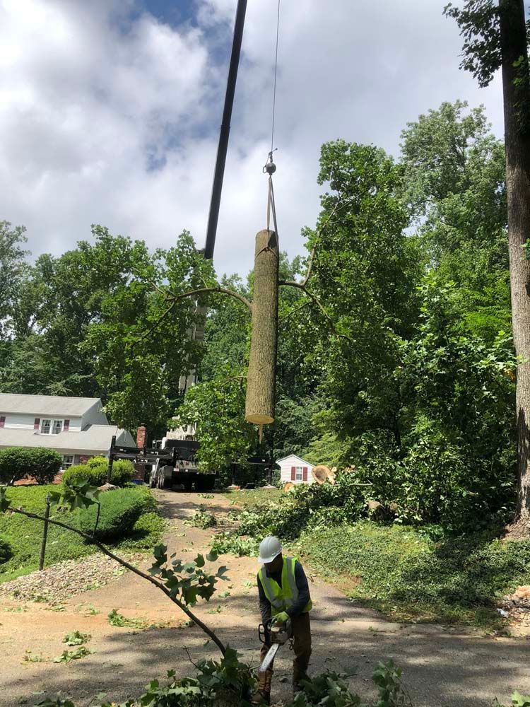 A worker in a high-visibility vest cuts tree limbs while a crane hoists a large log above in a residential yard.