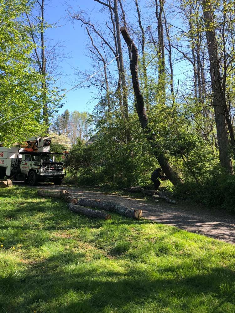 A worker uses a chainsaw to cut a downed tree near a parked utility bucket truck in a wooded area.