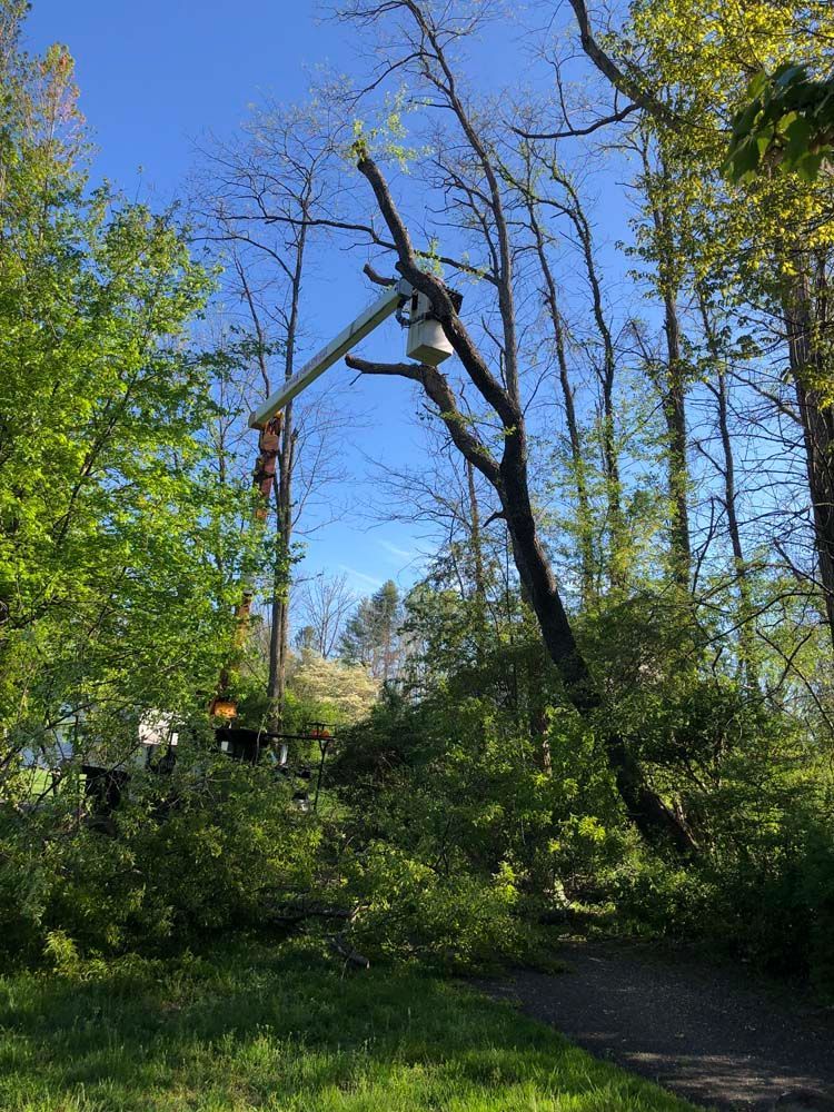 A utility truck with an extended boom bucket elevates a worker to trim branches from a tall tree in a wooded area.