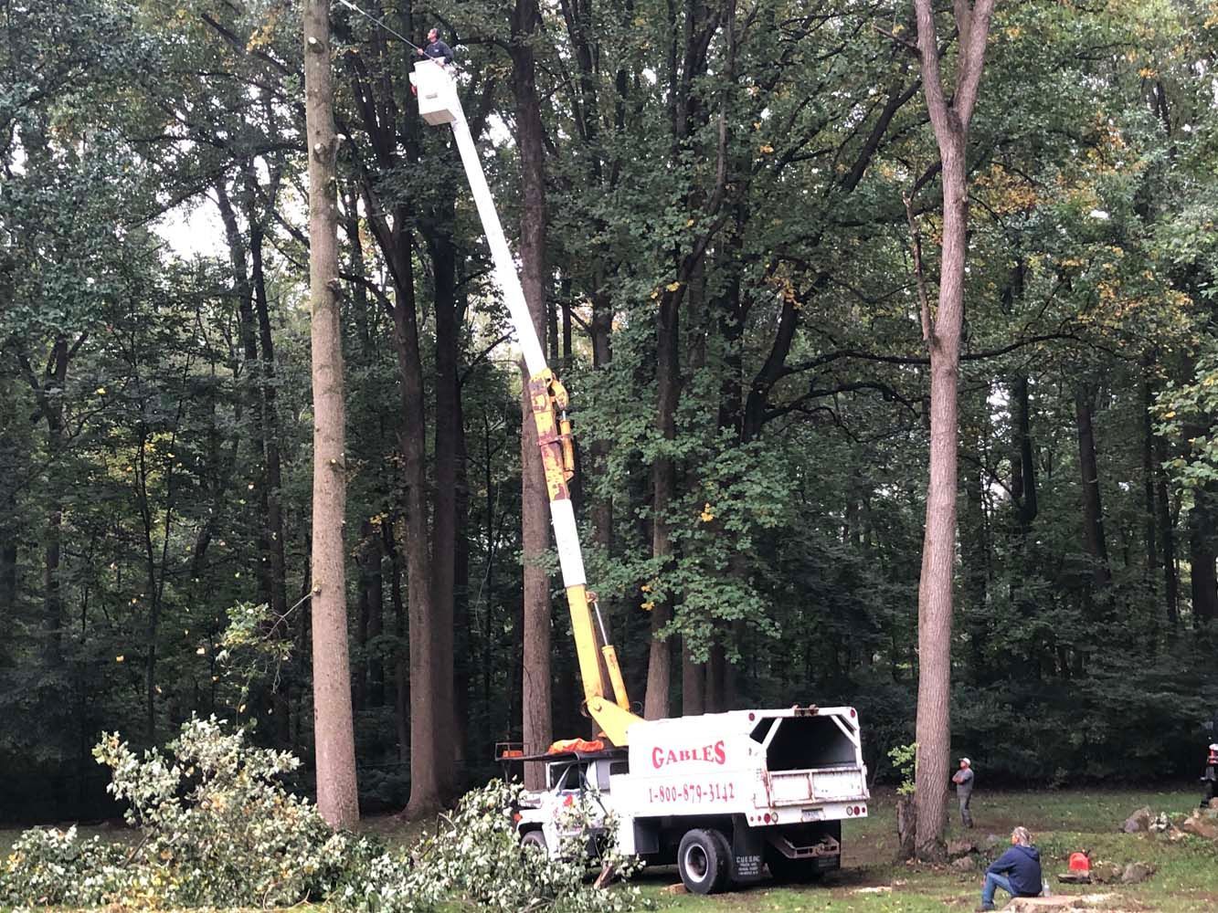 A white cherry picker truck with a yellow boom arm raised high into a wooded area, with a worker in the bucket trimming trees.