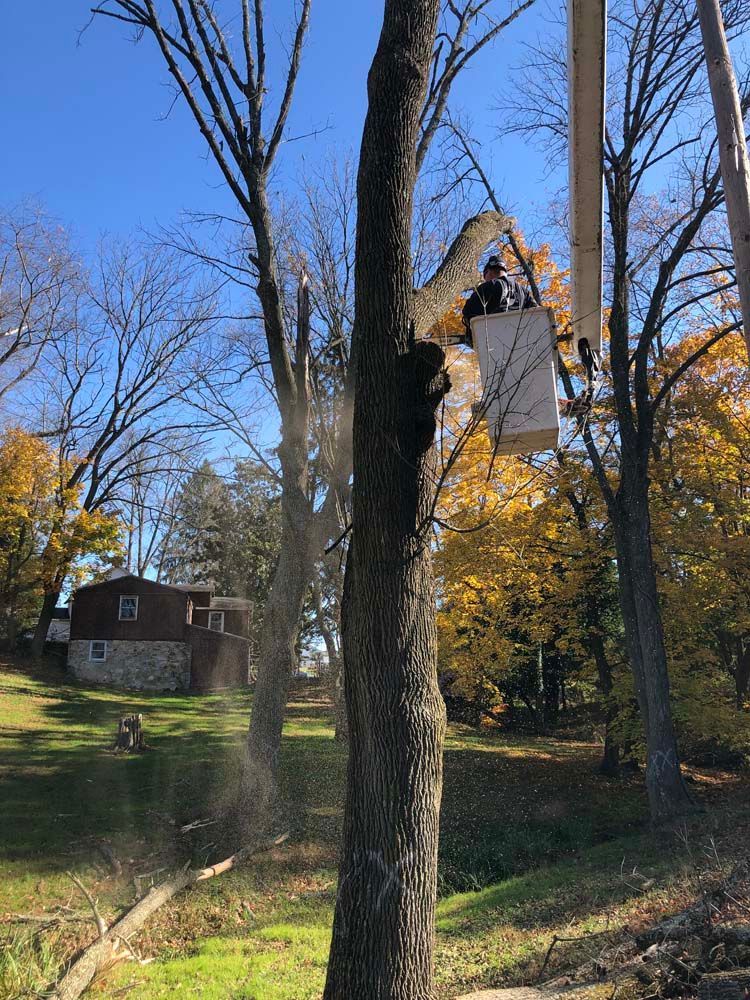 A worker in a bucket lift uses a chainsaw to trim a tree on a sunny autumn day.