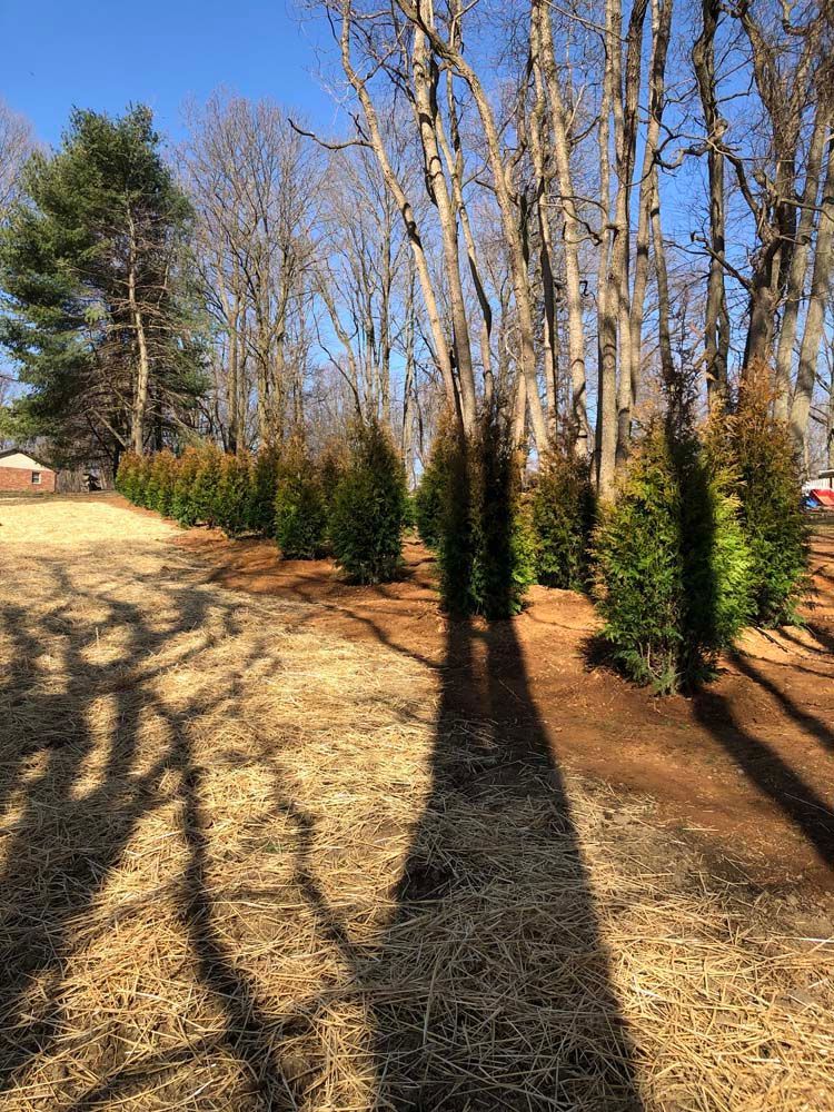 A row of young evergreen trees planted in a line next to a field of brown mulch and dry grass under a bright blue sky.
