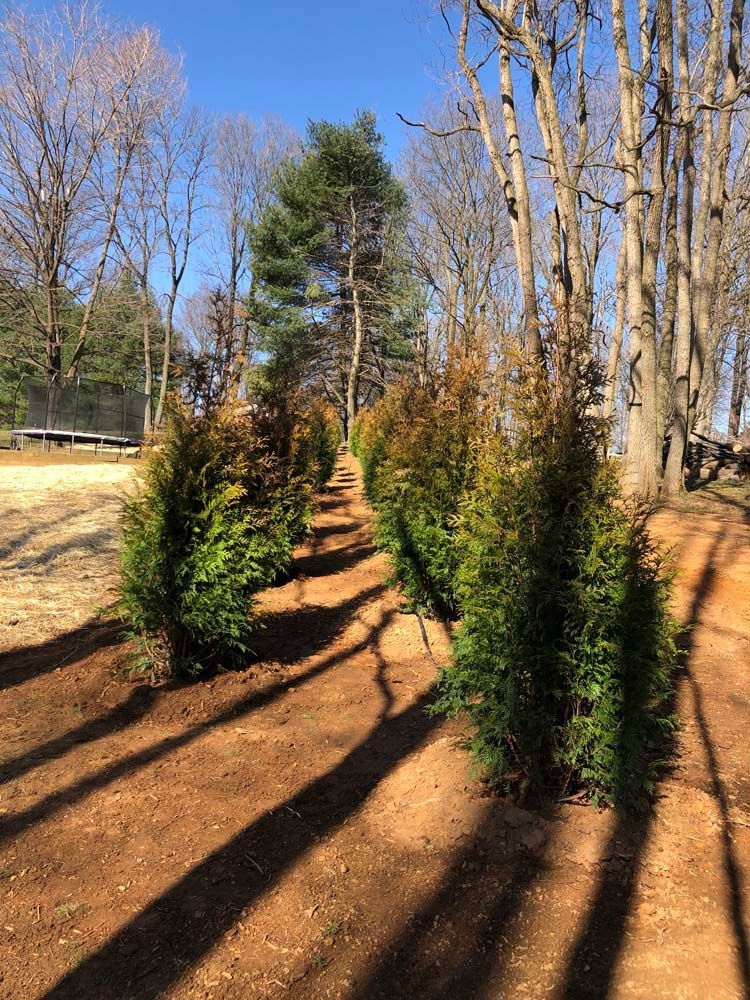 A row of small evergreen trees planted in fresh soil under a bright blue sky, with long shadows cast across the ground.