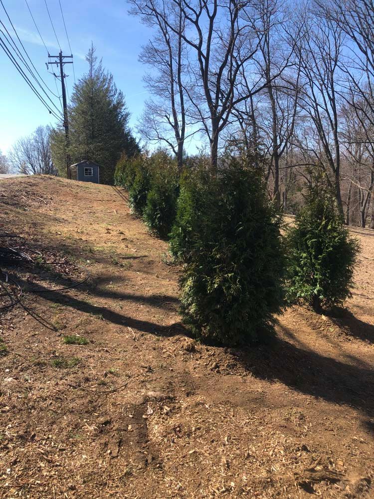 A row of young evergreen trees planted in a line along a sunny, dirt-covered hillside.