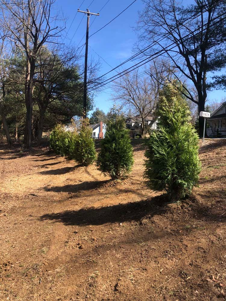 A row of newly planted evergreen trees in a mulch-covered yard against a clear blue sky.