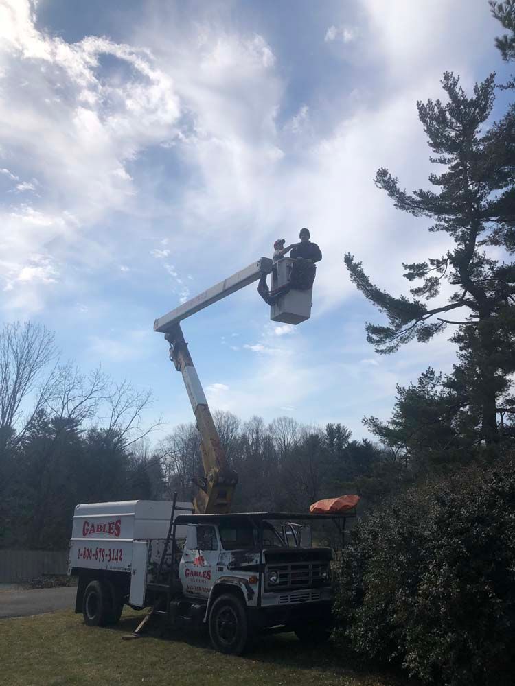 A bucket truck parked outdoors with a worker elevated in the bucket near the branches of a large tree.