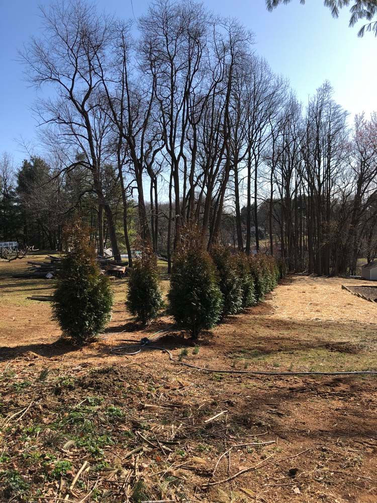 A row of small, dark green evergreen trees planted in front of a line of tall, bare deciduous trees under a blue sky.