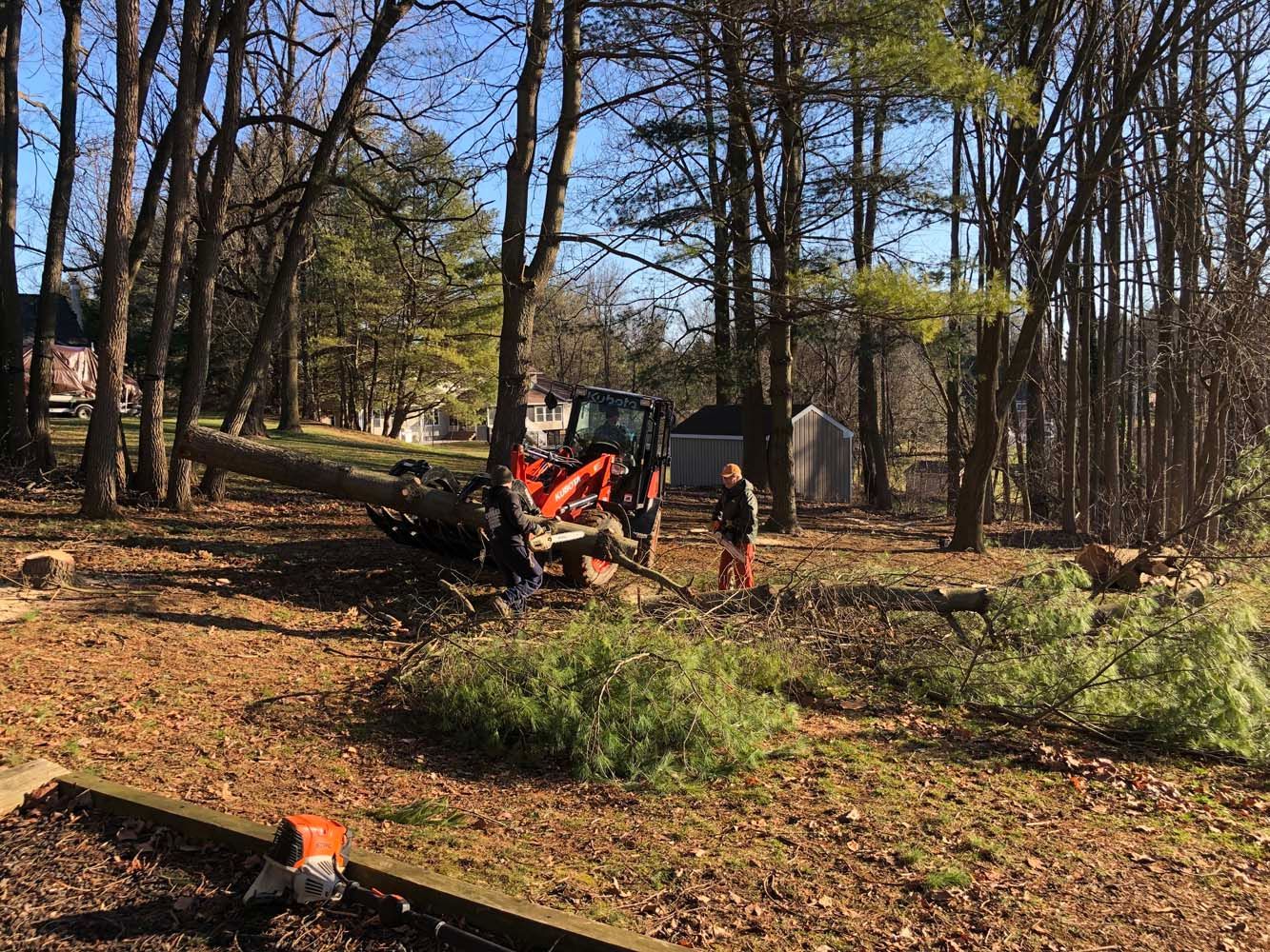 Two people using a tractor to move a fallen tree in a wooded area on a sunny day.