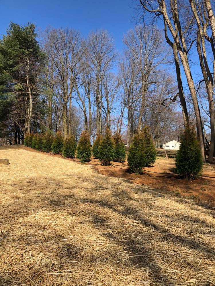 A row of small evergreen trees is planted along a hillside covered in dry, light-brown straw against a clear blue sky.