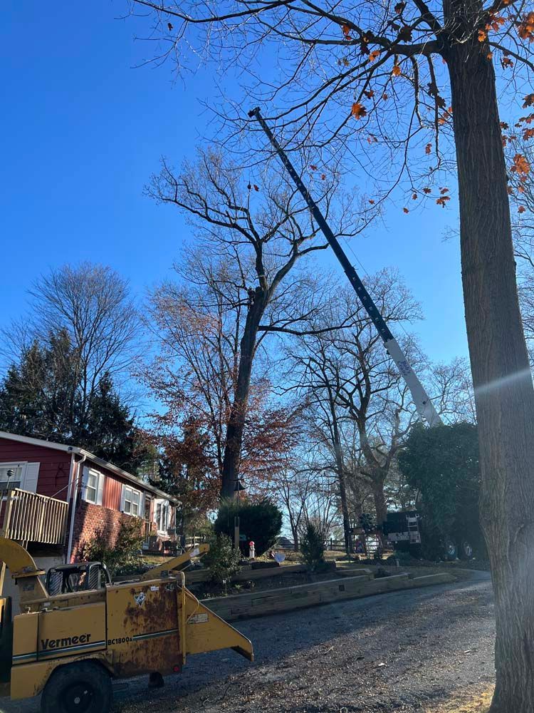 A crane lifts sections of a tree near a house, with a wood chipper parked on a gravel driveway in the foreground.
