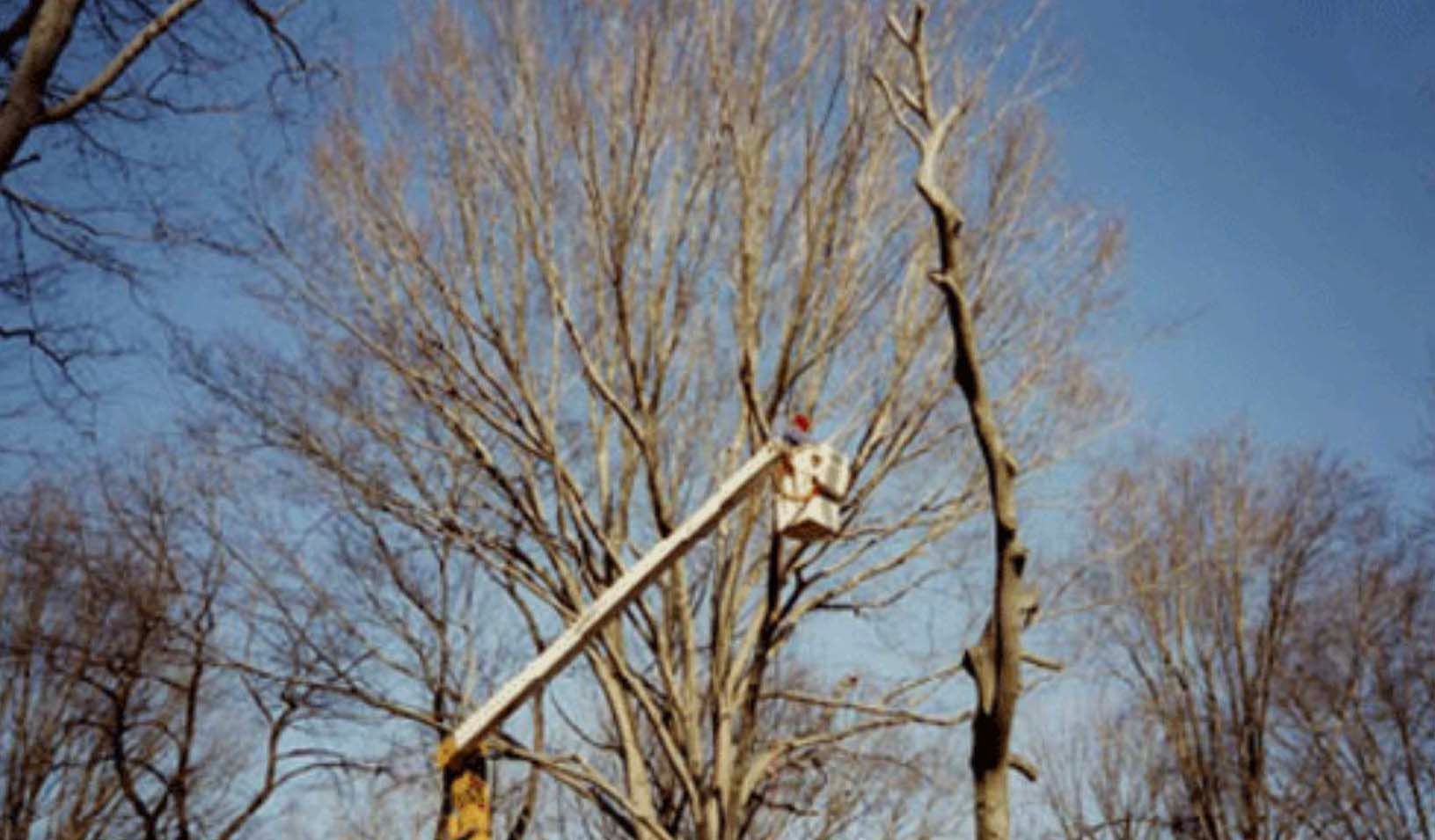 A worker in a bucket truck lift works on high tree branches under a clear blue sky.