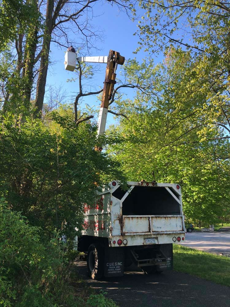 A white bucket truck is parked on a paved path, its boom arm extended into a tree canopy against a clear blue sky.