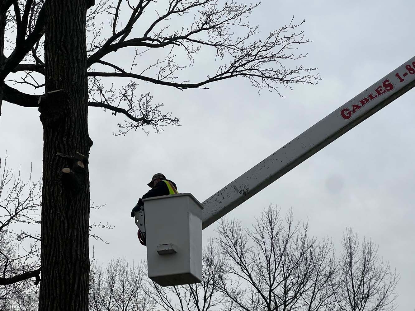 A worker in a high-reach bucket lift prunes a tall, bare tree against an overcast sky.