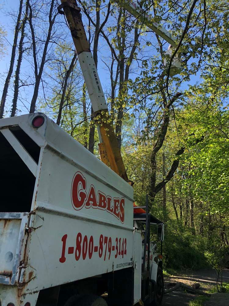 A Gables tree service truck with an extended boom lift operating in a wooded area on a sunny day.