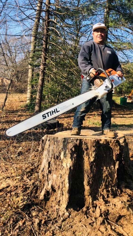 A person standing on a large tree stump in a forest, holding a Stihl chainsaw with a long bar.