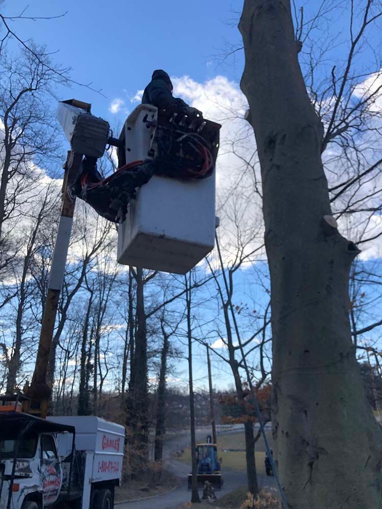 A person in a bucket truck crane performing tree maintenance near a large, bare tree against a blue sky.