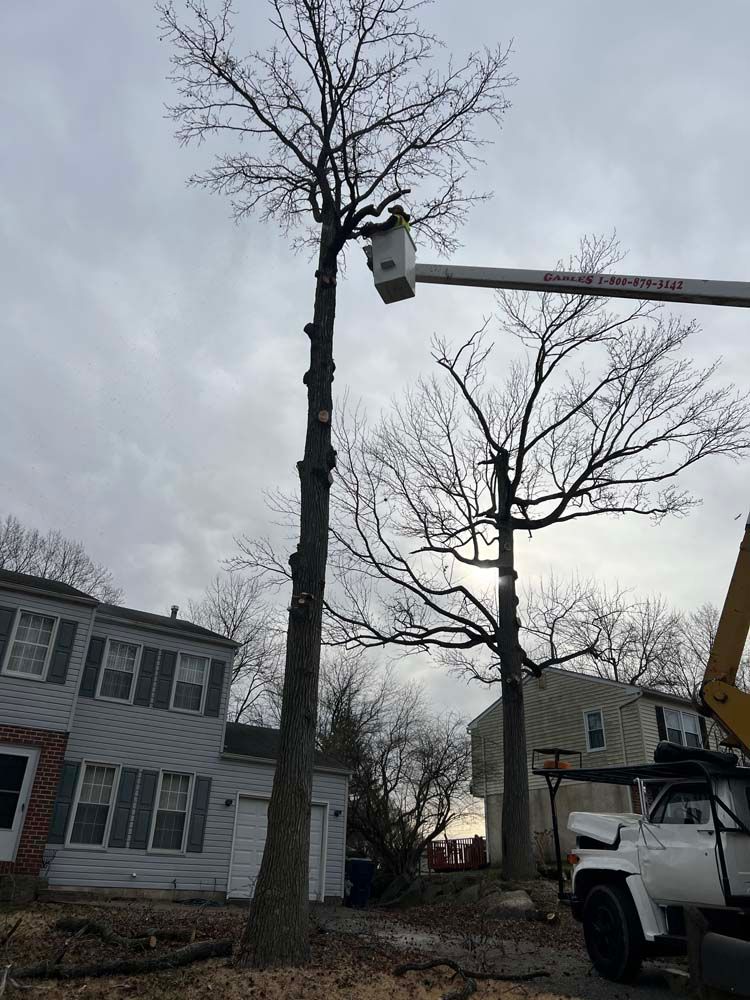 A bucket truck lifts a worker to trim a tall, leafless tree near a residential house on a cloudy day.