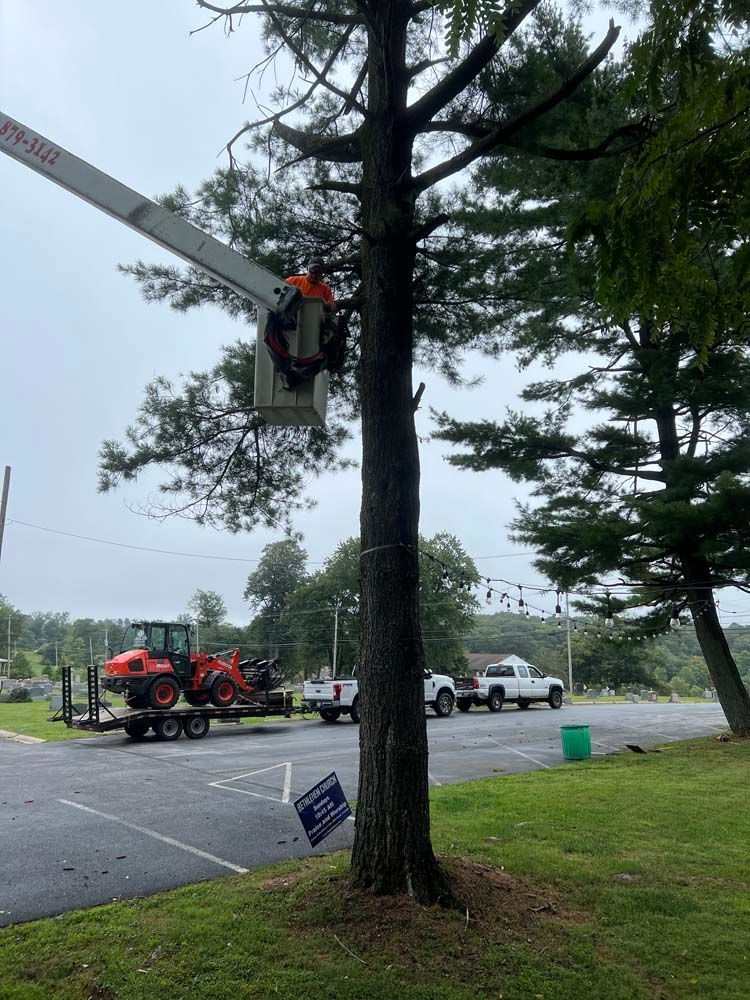 A worker in a bucket truck trims a tall pine tree in a parking lot, with a tractor and two trucks parked nearby.