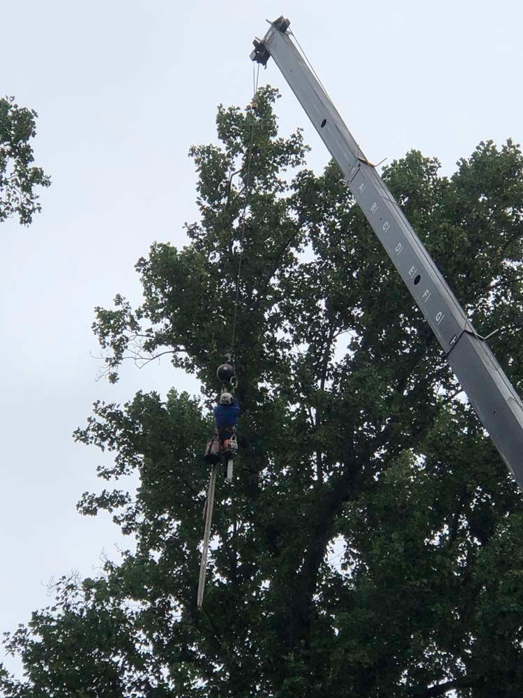A person suspended in the air by a crane cable, working in the upper branches of a large tree.
