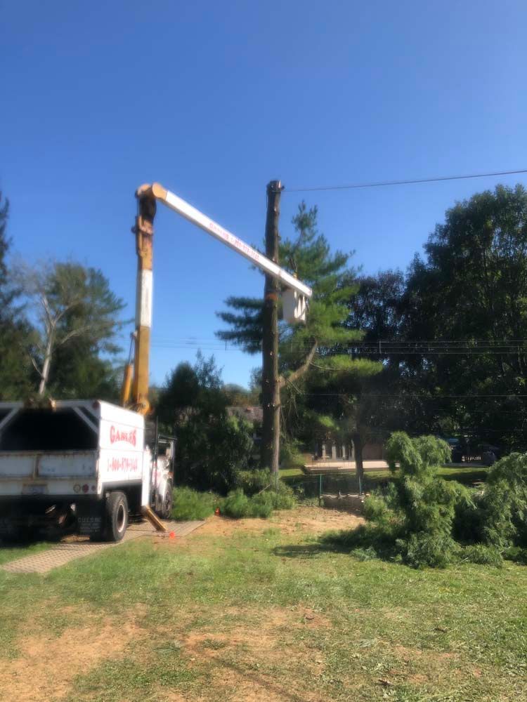 A worker in a bucket truck crane reaches up to trim a tall evergreen tree on a sunny day.