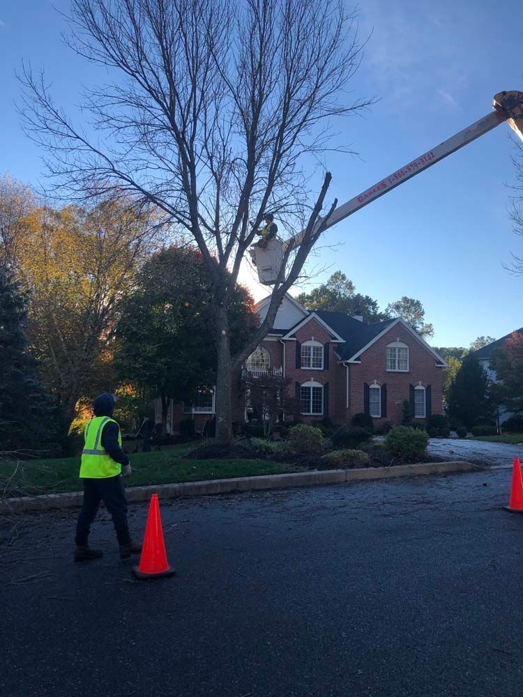 A utility worker in a high-visibility vest directs a bucket truck trimming a large tree in front of a brick house.