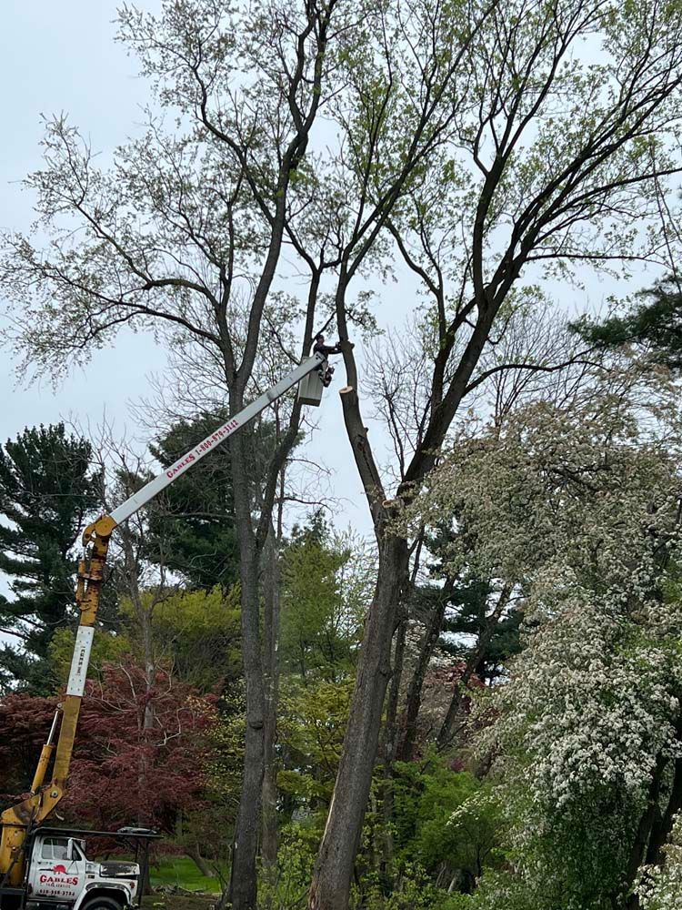A worker in the bucket of a yellow aerial lift prunes the top branches of a tall tree against an overcast sky.