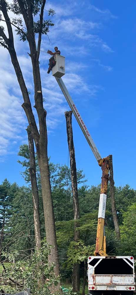 A worker in a bucket truck lifts to the top of a tall tree to perform professional tree trimming or removal services.