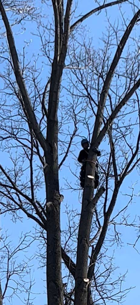 An arborist wearing a harness and helmet is positioned high in a bare tree, working on pruning the upper branches.