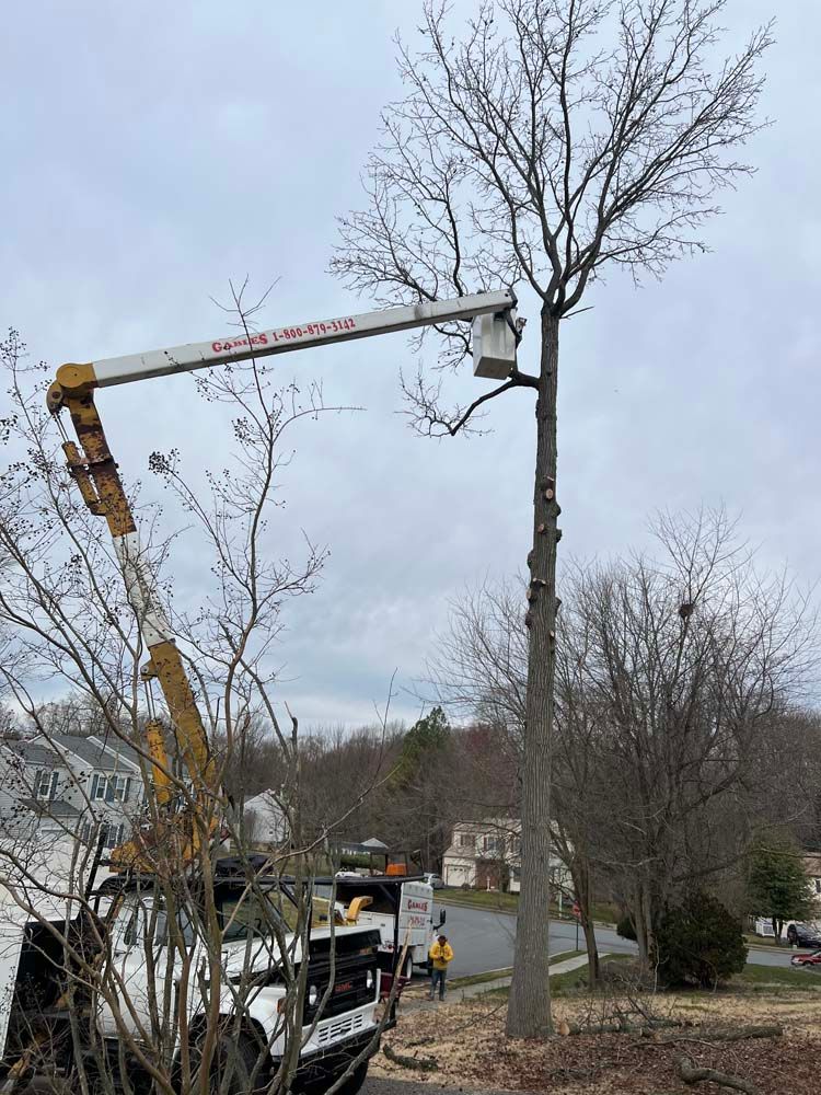 A worker in a bucket truck lift trims the top of a tall, leafless tree in a residential neighborhood.