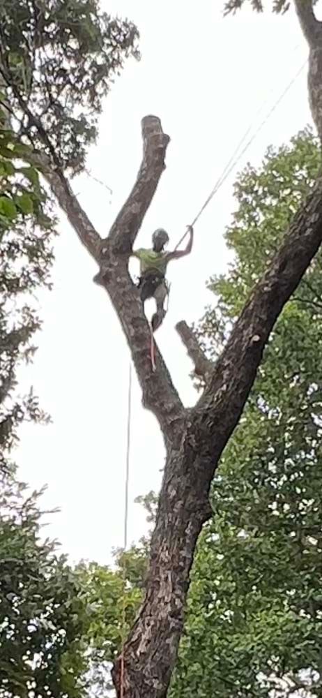 A person wearing safety gear climbs a tree trunk while performing tree maintenance.