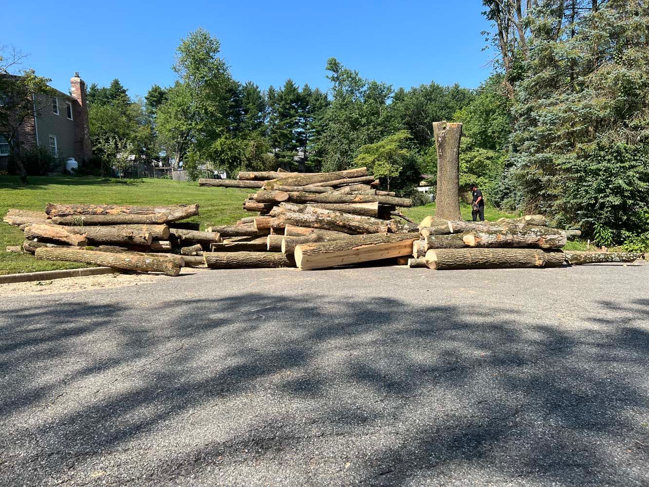 A pile of cut logs lying on a gravel driveway in front of a green lawn and trees.