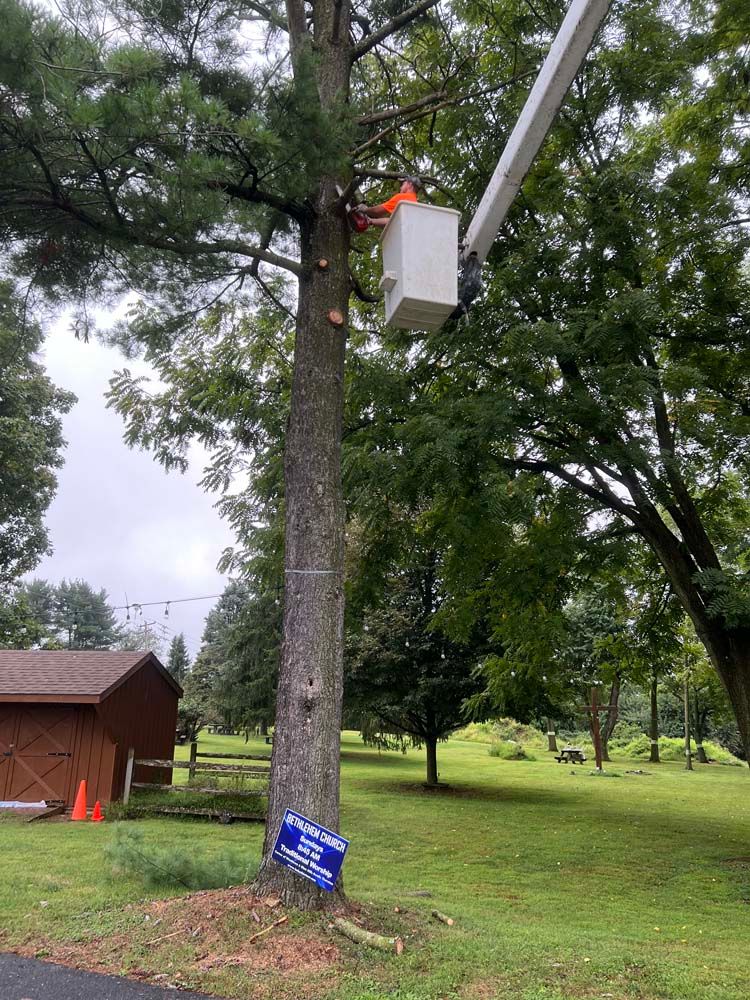 A worker in a bucket truck trims branches from a tall tree in a grassy yard, with a shed and a political sign nearby.