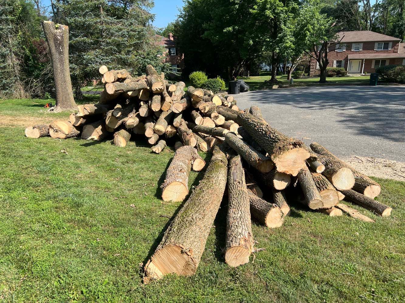A large pile of cut wooden logs and branches scattered on a grassy lawn next to a paved driveway.