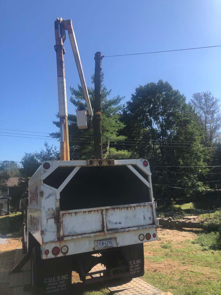 A white utility truck with an extended bucket lift positioned next to a tall tree trunk against a clear blue sky.