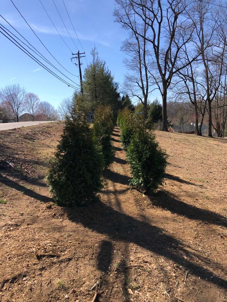 A row of small evergreen trees planted in a line along a dirt embankment under a clear blue sky.