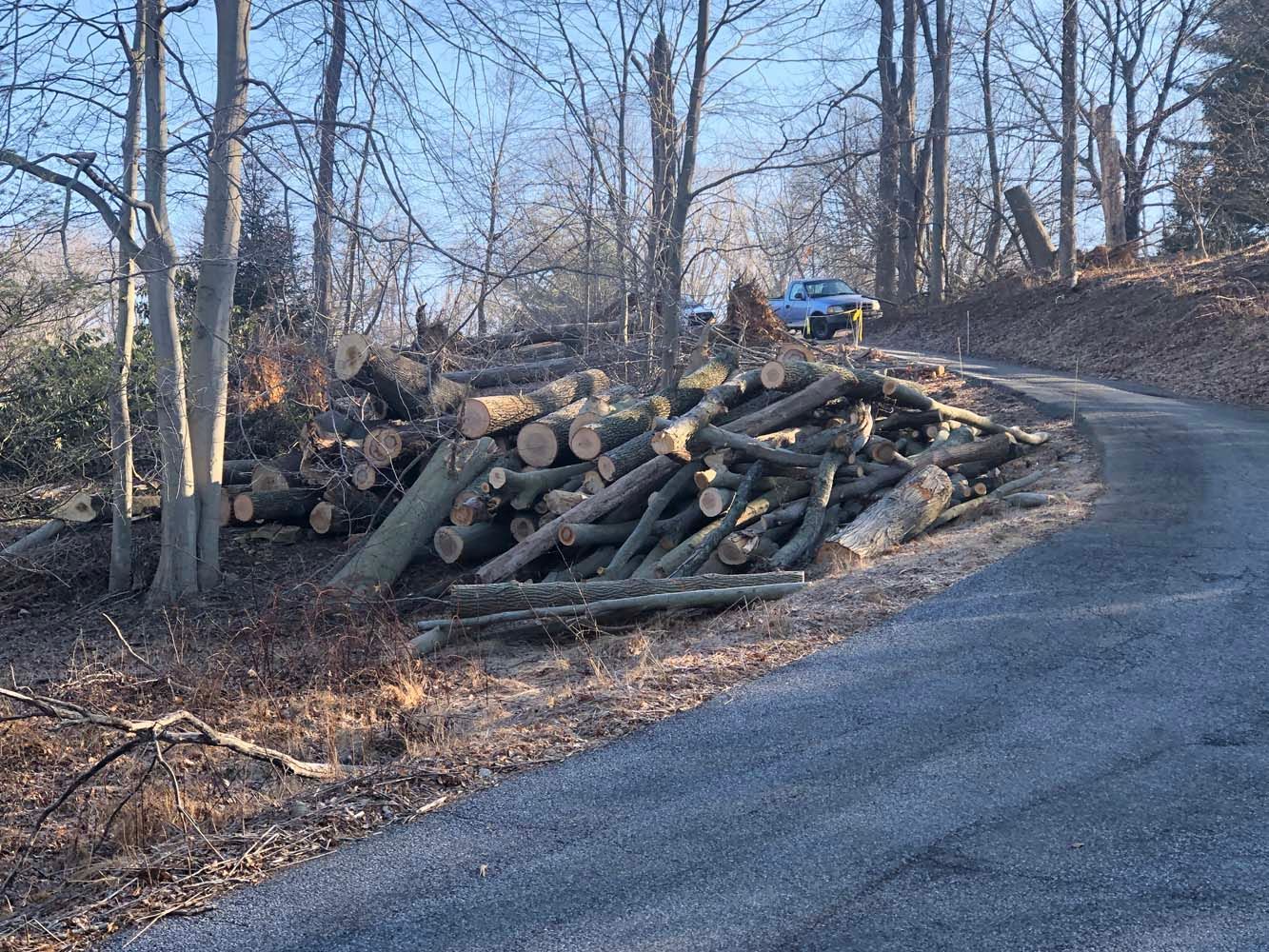 A large pile of cut logs sits in a wooded area beside a paved road, with a vehicle visible in the distance.