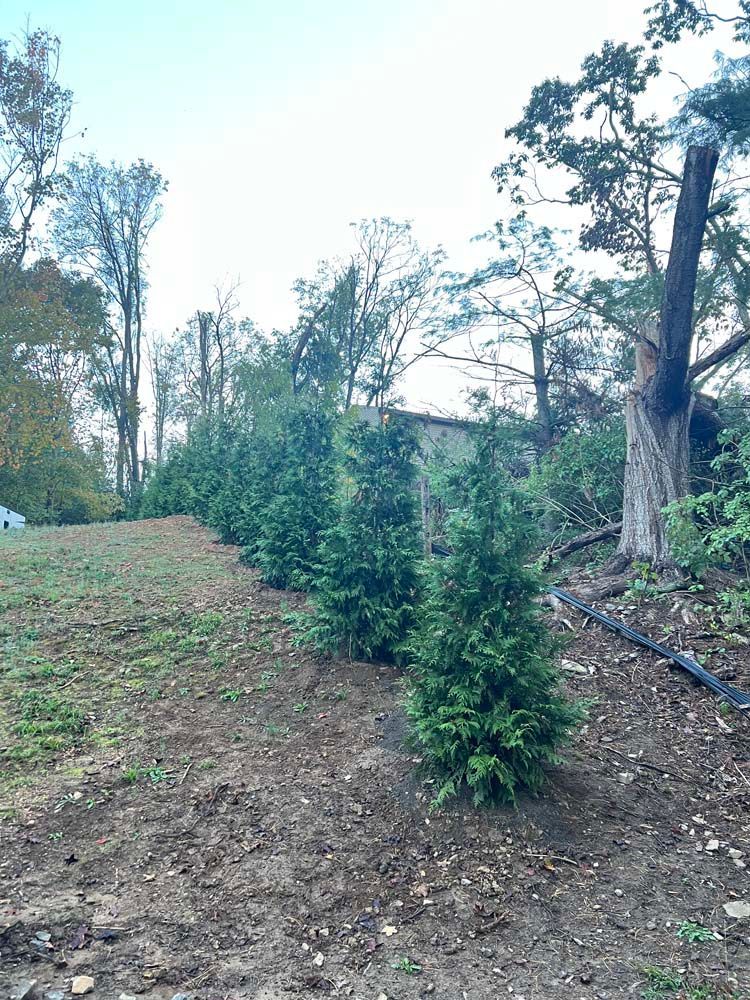 A row of young evergreen trees planted in freshly tilled soil, with mature trees and a wooded hillside in the background.