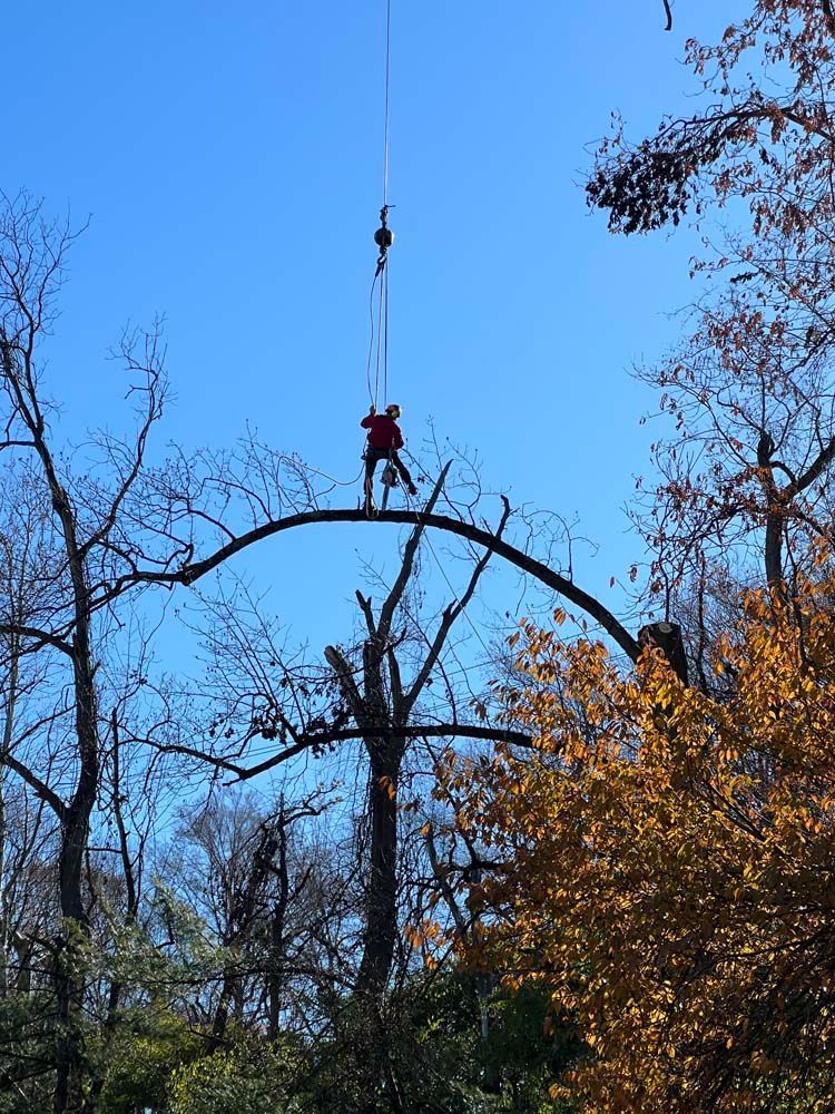 A person suspended by a crane cable stands atop a curved, arched tree trunk against a clear blue sky.
