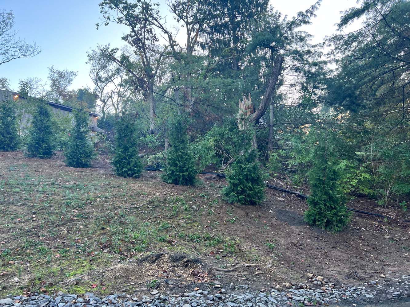 A row of young evergreen trees planted in a line on a sloping, partially cleared wooded hillside.