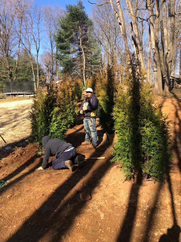 Two workers plant a row of tall, evergreen arborvitae trees in a sunny, wooded outdoor area with dirt ground.