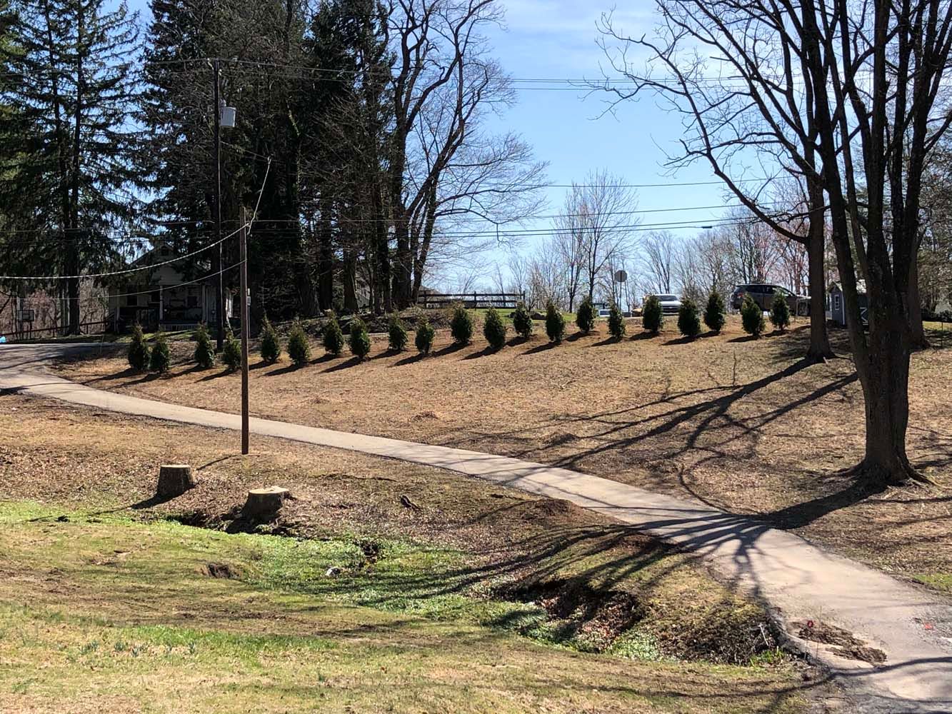 A paved path winds through a grassy park area on a sunny day, with a row of small evergreens lining a low hill.