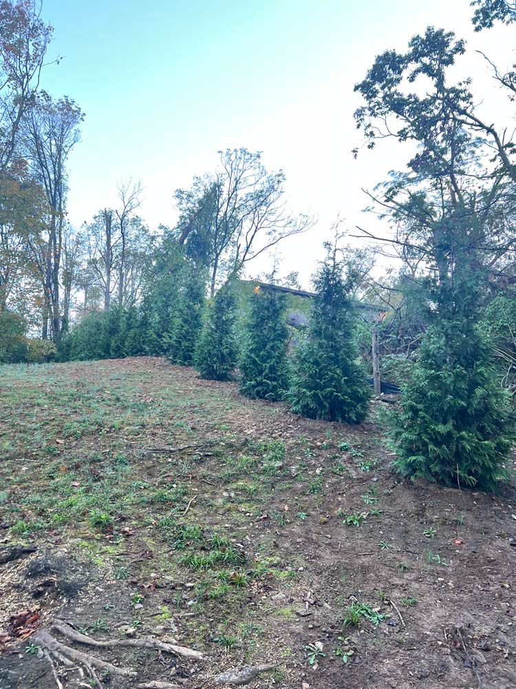 A row of young evergreen trees stands in a grassy, partially cleared yard against a backdrop of mature forest.