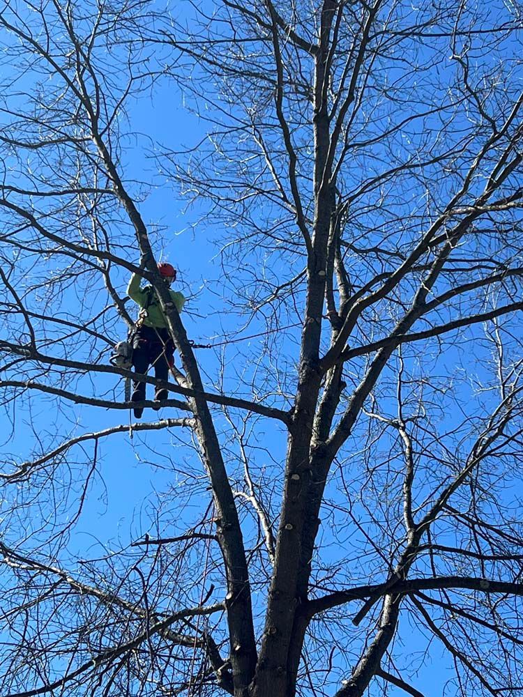 A tree worker in a bright yellow harness and hard hat climbing a tall, bare tree against a clear blue sky.